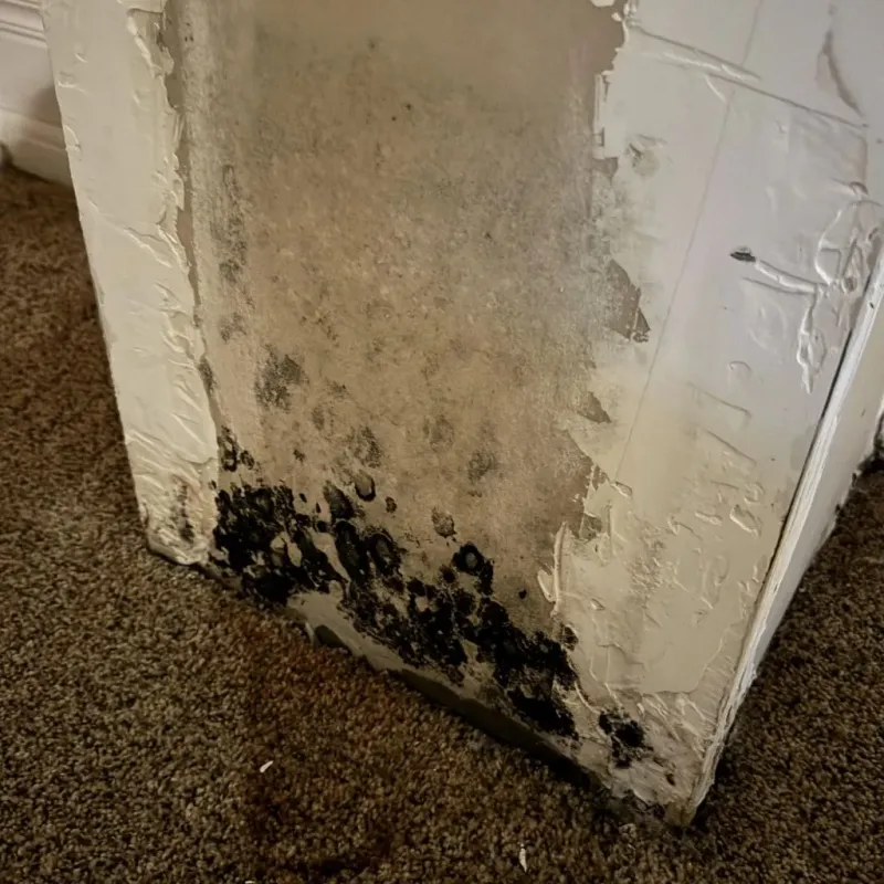 Professional Mold Removal in Brooklyn, MI